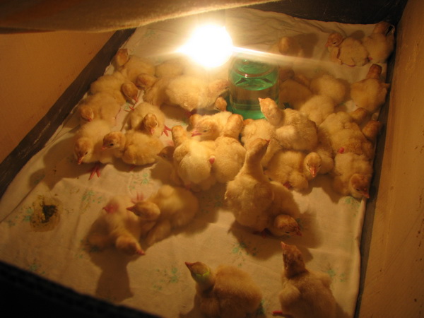 Яйца в инкубаторе по дням куриные фото