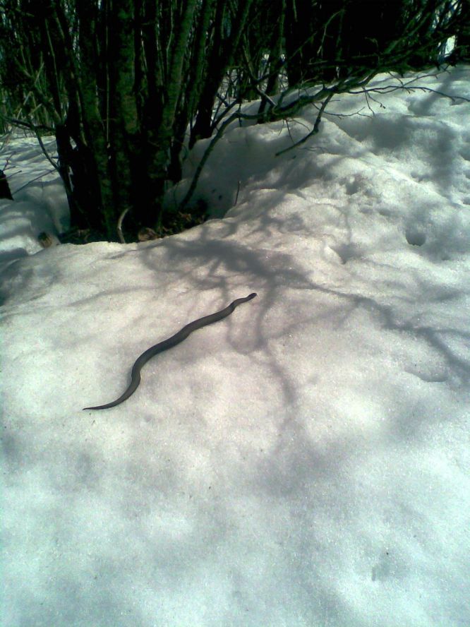Гадюки зимой. Змеи на снегу. Зимние змеи. Змеи зимуют. Змея в снегу.
