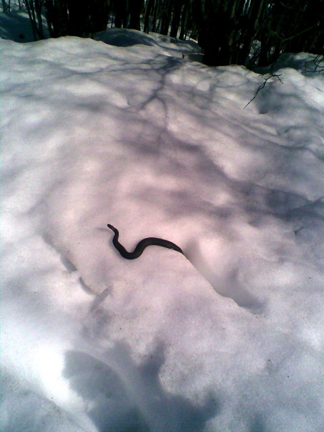 Змея живет в норе. Змеи зимой. Змеи на снегу. Змеи зимуют. Змея в снегу.