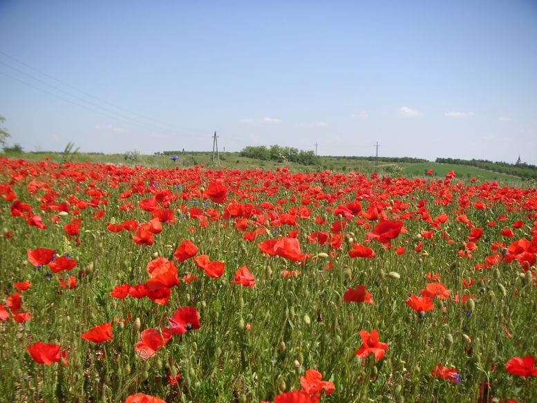 Фиалка маковое поле фото и описание