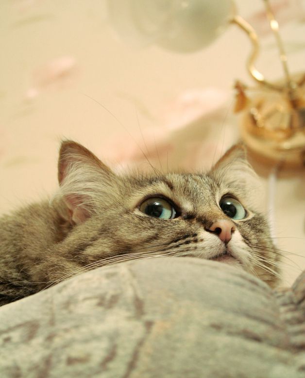 Кот думает картинка