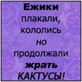 Ежики плакали кололись но продолжали есть кактус картинки