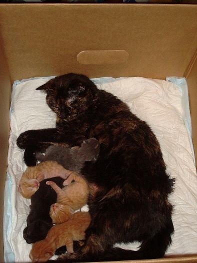 Какие котята рождаются у черной кошки. Шотландские вислоухие котята с мамой. Новорожденные котята Шотландские вислоухие. Новорождённые коричневые котята. Двухдневные вислоухие котята.