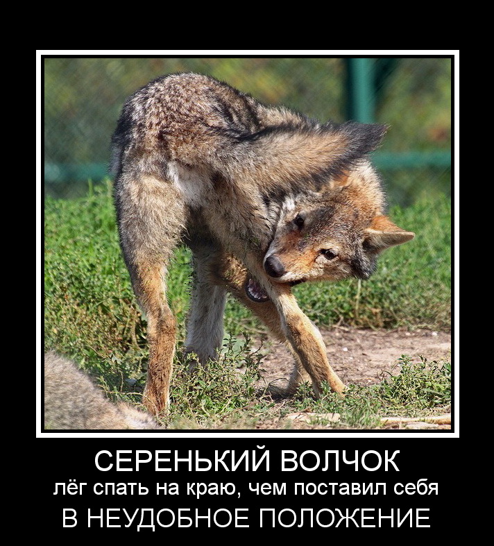 А не укусить ли тебя за бочок волк картинка