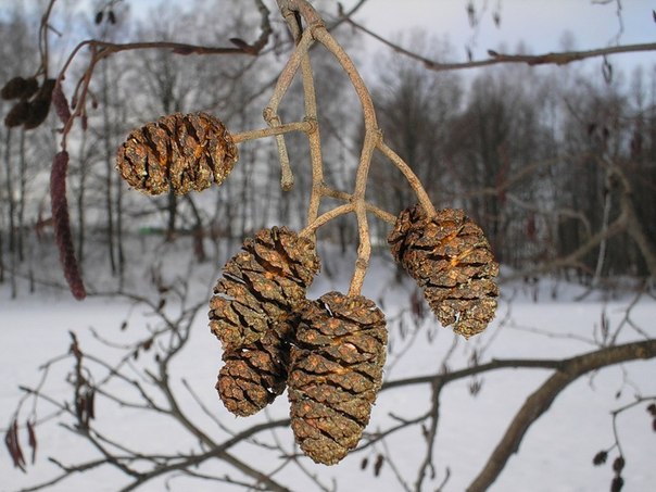 Ольха фото зимой