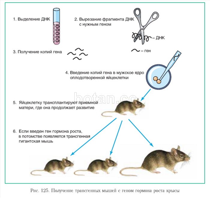 Схема получения трансгенного животного