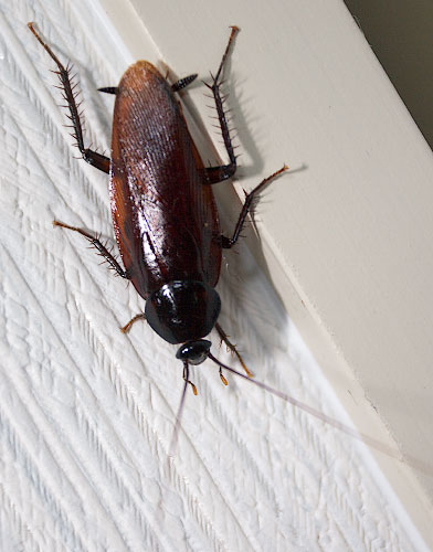 Жуки похожие на черных тараканов. Жуки похожие на тараканов. Японские тараканы. Насекомое похожее на таракана. Тараканы в Японии.