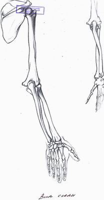 Как нарисовать руку скелета карандашом