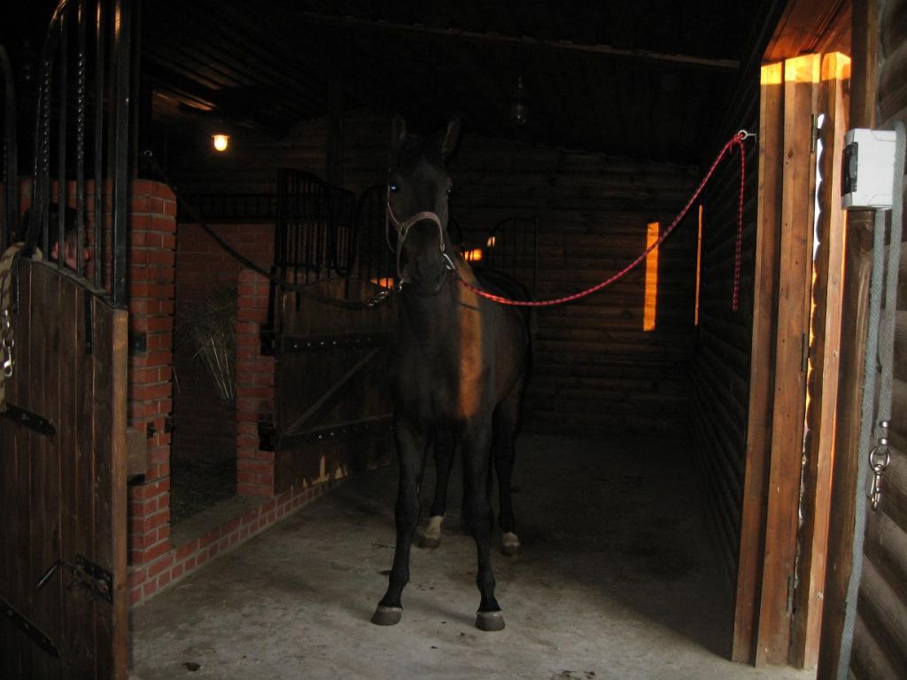 Кск 15. Развязки для лошади. Черный конь в конюшне. Конюшня ночью. Развязки в конюшне.