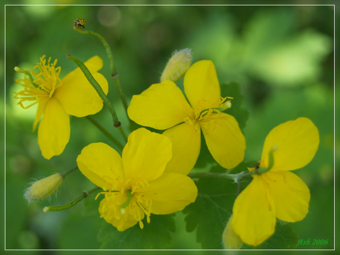 Желтые цветы похожие на чистотел. Растение похожее на чистотел с желтыми цветами. Растение у которого желтый сок. В народе называют Ласточкина трава или бородавочник.