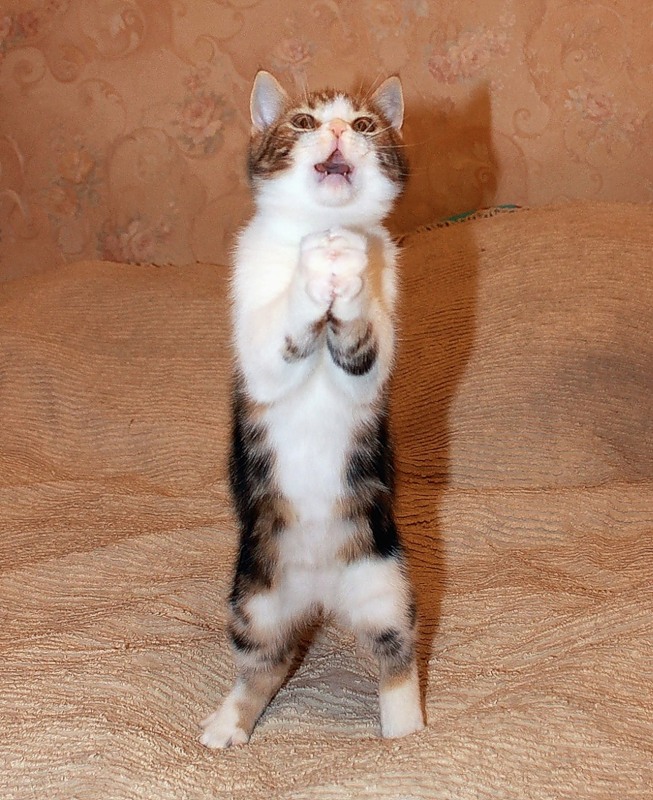 Хорошо посмотри пожалуйста. Кот молится. Котенок молится. Пожалуйста смешной кот. Кот просит.