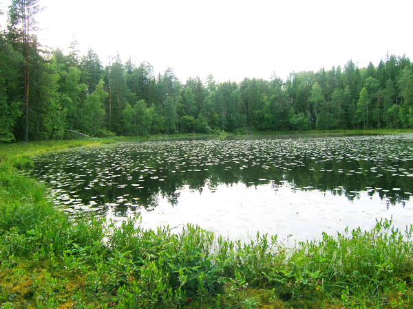 Ламбушки карелии фото