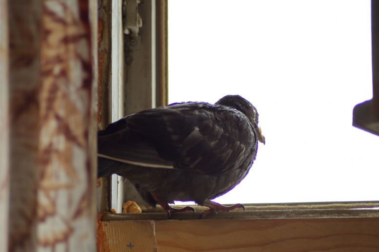 Залететь в окно сонник. Воробей залетел в окно. Птица залетела в квартиру. Стриж залетел в окно. Воробей залетел в окно примета.